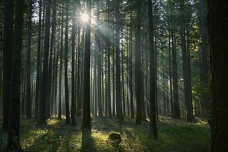 Sunbeams, coniferous forest, trees, morning, beeches, Odenwald, Baden-Württemberg, Germany, Europe