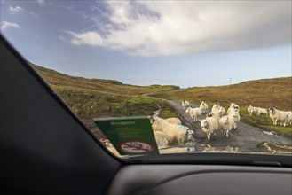 By car across the island, sheep on the road, Isle of Skye, Great Britain