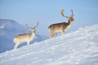 European fallow deer (Dama dama) bucks on a snowy meadow in the mountains in tirol, Kitzbühel,