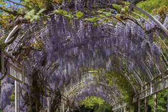 Flowering chinese wisteria (Wisteria sinensis) in an arbour in the city garden of Emmendingen,