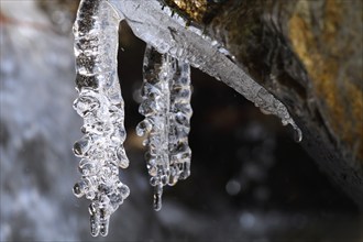 Close-up of icicles on a mountain stream, Saxon Switzerland, Elbe Sandstone Mountains, Saxony,