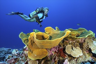 Diver looking at large calyx coral in coral reef (Turbinaria mesenterina), Pacific Ocean, Yap,