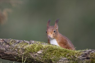 Eurasian red squirrel (Sciurus vulgaris), Dingdener Heide NSG, North Rhine-Westphalia, Germany,