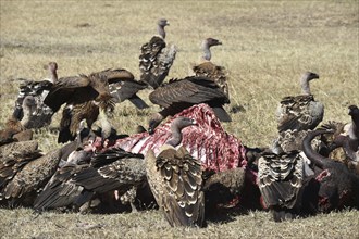 Vultures eating scraps from a water buffalo inAfrica, Kenya, Africa