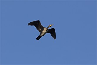 Flying cormorant, Geltinger Birk, Schleswig-Holstein, Germany, Europe