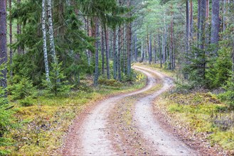 Curvy dirt road in a pine forest at autumn, Sweden, Europe