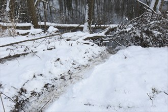 European beaver (Castor fiber) typical, often used exit from the water in the snow, Allgäu,