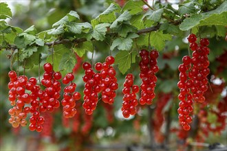 Currants on a bush, near Mösbach, Black Forest, Ortenau district, Baden-Württemberg, Germany,