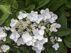 Flower of a white hydrangea, view from above, close-up, Nouvelle-Aquitaine, France, Europe