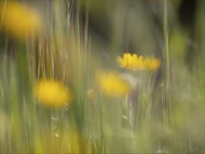 Photo art, depicted by blurred out of focus flowers of the rough hawksbeard (Crepis biennis),