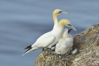 Northern gannet (Morus bassanus), pair with young at nest, Lummenfelsen, Helgoland Island, Germany,