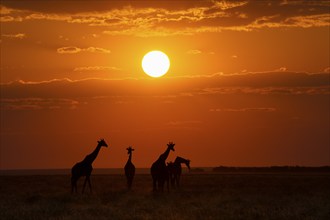 Group of Giraffes (Giraffa camelopardalis) walks in African savanna at sunset. Etosha National