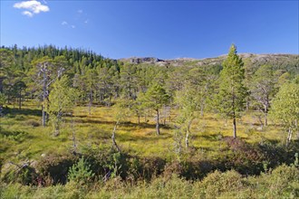 Wooded moor, deserted, pine trees, Kystriksveien, Helgeland, Nordland, Norway, Europe