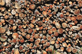 Stacked firewood, thin logs in front of a thinning, stacked for drying