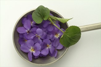 Violet, fragrant violet, medicinal plant, herb, wild plant, medicinal use, Viola odorata, Viola