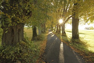 Kurfürstenallee with 200-year-old lime trees (Tilia platyphyllos) near Marktoberdorf, Ostallgäu,