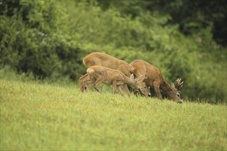 European roe deer (Capreolus capreolus) buck, doe and fawn in the meadow, Lower Austria, Austria,