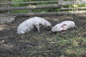 Domestic pigs, free-range, organic, Allgäu, Bavaria, Germany, Europe