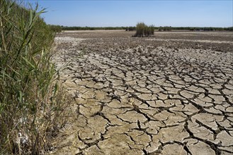 Heavily desiccated soil of Lake Neusiedl, Lake Neusiedl-Seewinkel National Park, Illmitz,