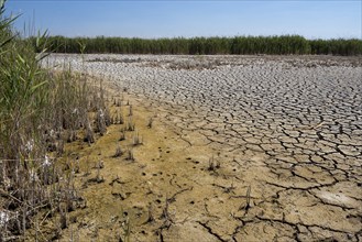 Heavily desiccated soil of Lake Neusiedl, Lake Neusiedl-Seewinkel National Park, Illmitz,