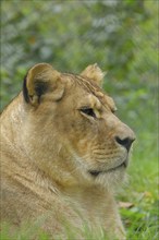 Lion (Panthera Leo), animal portrait, side view, captive, Salzburg Zoo, Austria, Europe