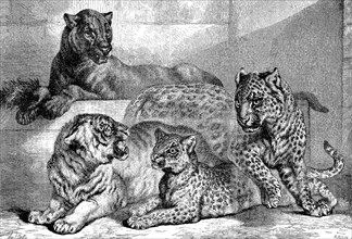 Leopards, Historical, digitally restored reproduction of a 19th century original