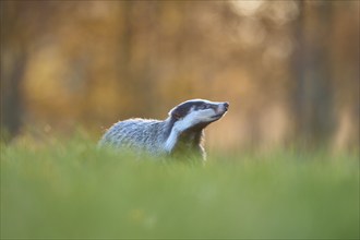 Badger (Meles meles), in meadow