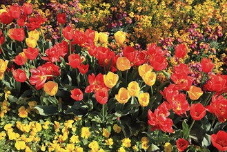 Many colourful tulips in one area