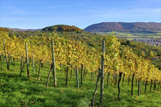 Autumn vineyard landscape on the Swabian Alb in the vineyards of Metzingen, Baden-Württemberg,