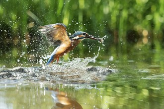 Common kingfisher (Alcedo atthis) fishing kingfisher flies up out of the water after hunting with