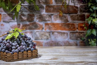 Blue burgundy grapes in baskets in front of brick wall, copying room