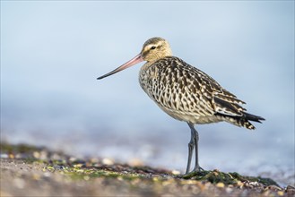 Black-tailed Godwit (Limosa limosa), birds feeding on the beach at low tide, Dawlish Warren, Devon,