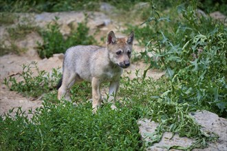 Timber Wolf (Canis lupus), cub, captive, Germany, Europe