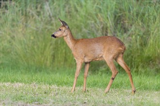 Roe Deer (Capreolus capreolus), female in meadow, Hesse, Germany, Europe