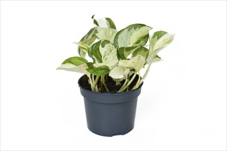 Exotic 'Epipremnum Aureum Manjula' pothos houseplant in flower pot on white background