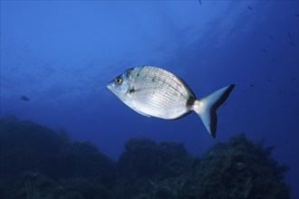 Sharpshout seabream (Diplodus puntazzo) in the Mediterranean Sea near Hyères. Dive site Giens