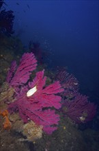 Egg capsule of nursehound (Scyliorhinus stellaris) on violescent sea-whip (Paramuricea clavata)