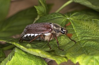 Cockchafer (Melolontha), Valais, Switzerland, Europe