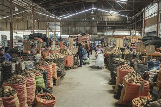 Market hall, potato variety, Mercado Mayorista, Huancayo, Peru, South America