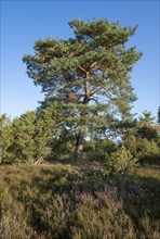 Scots pine (Pinus sylvestris) and common juniper (Juniperus communis), blue sky, Lüneburg Heath,