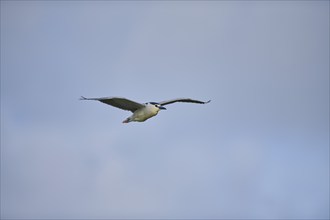 Black-crowned night heron (Nycticorax nycticorax) flying in the sky, Camargue, France, Europe