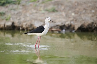 Black-winged stilt (Himantopus himantopus) walking in the water, Camargue, France, Europe