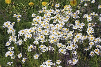 Greenland daisy (Arctanthemum arcticum) covering a meadow, Greenland's national plant, summer,