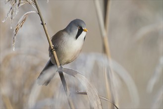 Bearded reedling (Panurus biarmicus) male foraging for seeds on a reed stalk covered with frost in