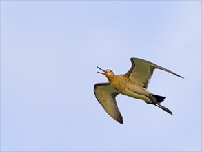 Black-tailed godwit (Limosa limosa), calling in flight, Texel Island, Netherlands