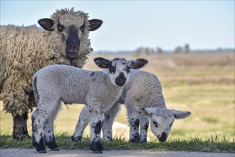 Domestic sheep with two lambs with piebald coat, Buenos Aires Province, Argentina, South America