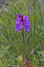 Moorland spotted orchid (Dactylorhiza maculata) flowers in the tundra, Lapland, northern Norway,