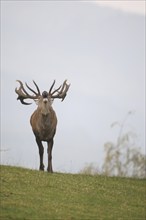 Red deer (Cervus elaphus) roaring in the fog on a mountain meadow during the rut, Allgäu, Bavaria,