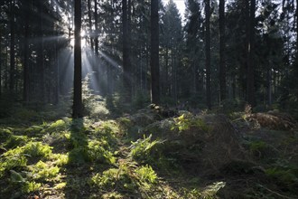 Rays of light in the common beech (Fagus sylvatica), Emsland, Lower Saxony, Germany, Europe