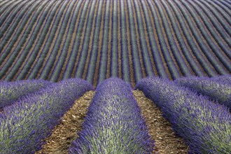 Wavy lavender field, flowering true lavender (Lavandula angustifolia), D56, between Valensole and